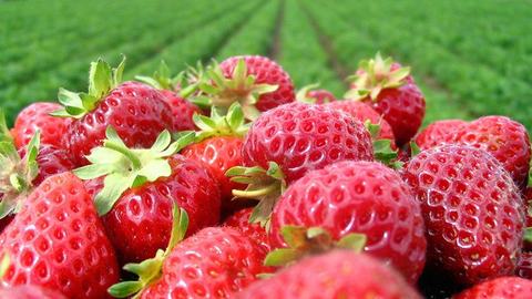 strawberry picture basket