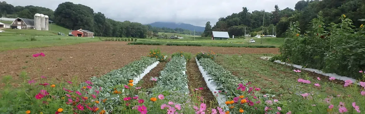 crop rows with flowers on ends