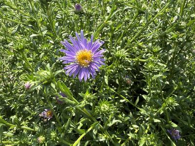New York aster blooming