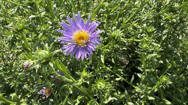 New York aster blooming