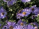 Hover fly on New York aster flower