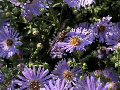 Hover fly on New York aster flower