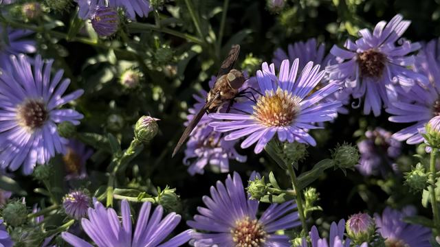 Hover fly on New York aster flower