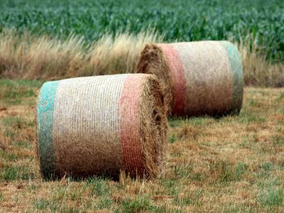 Two large round hay bales wrapped in netting sitting in a grassy field