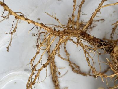 Nodules involved in nitrogen fixation