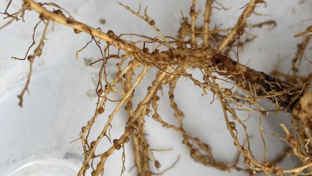 Nodules involved in nitrogen fixation