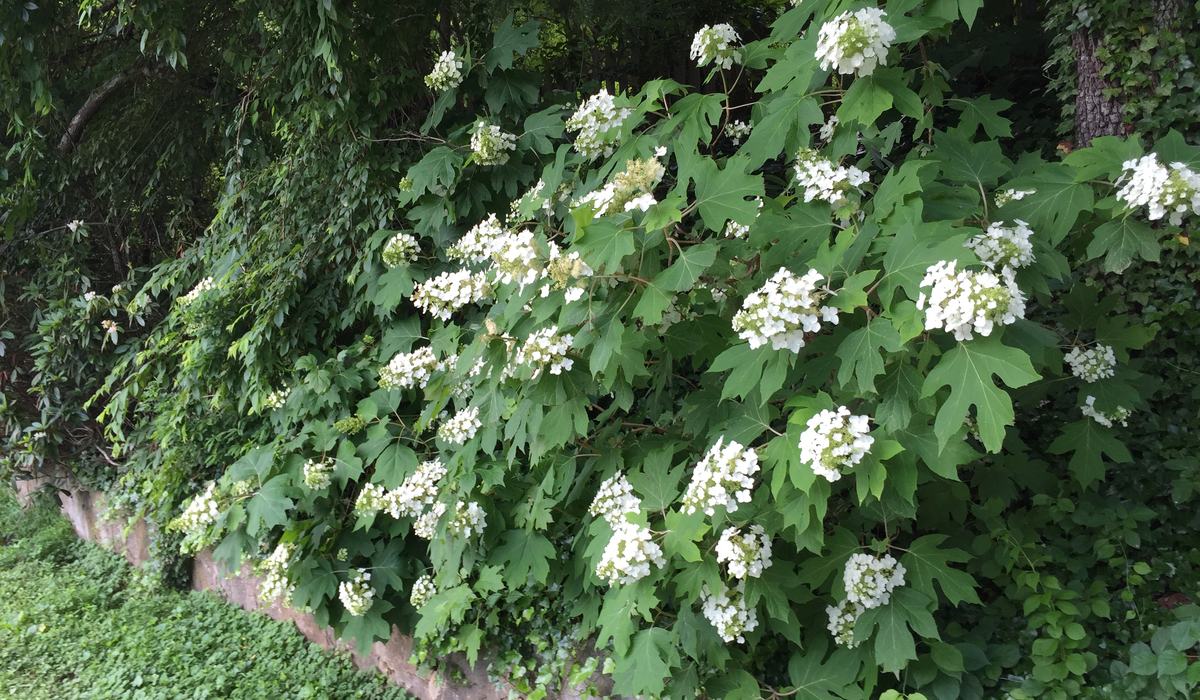 Making Sense out of Hydrangeas - Henderson County Center | N.C.