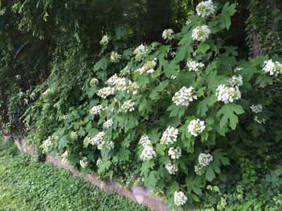 oakleaf hydrangea
