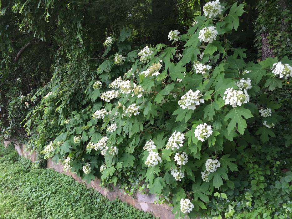 oakleaf hydrangea