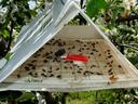 Oriental fruit moth trap in an apple orchard