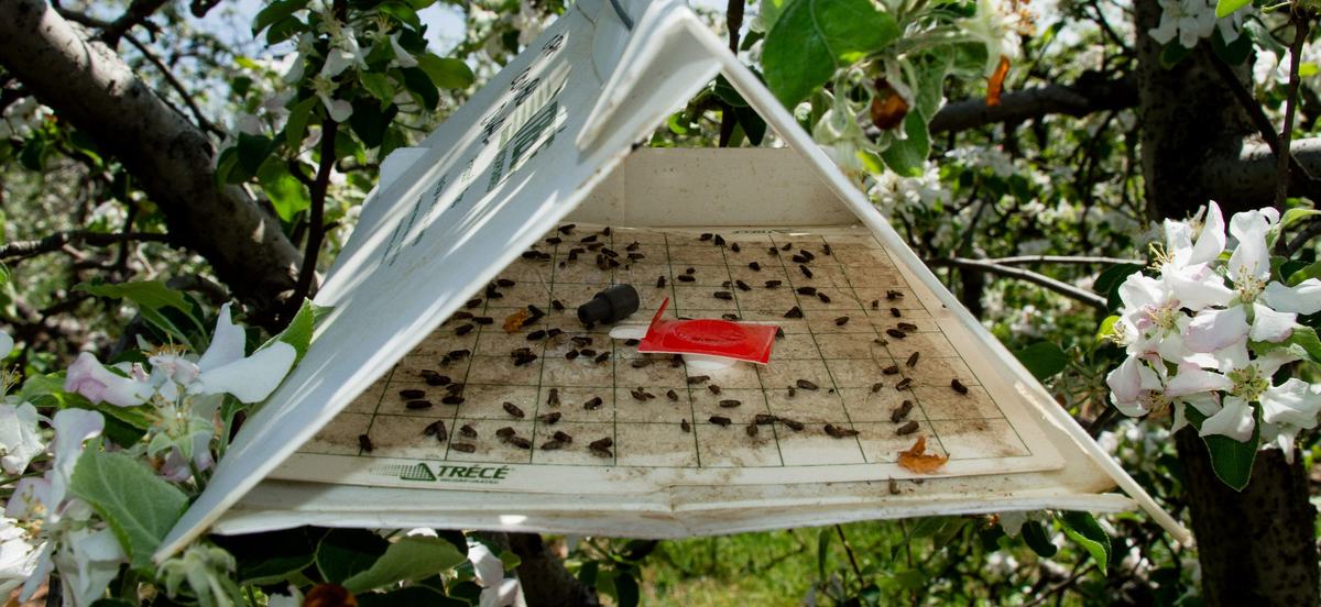 Oriental fruit moth trap in orchard