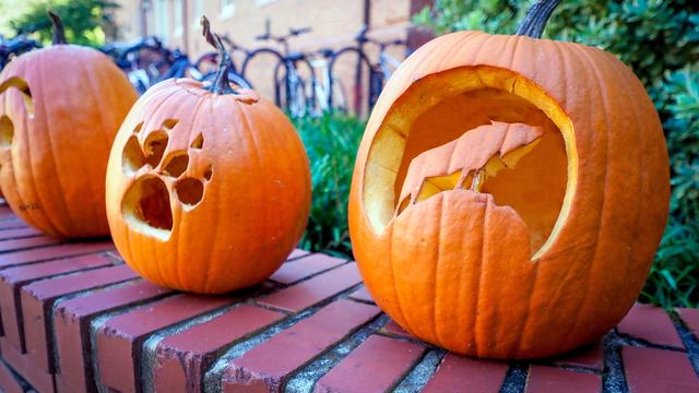 NC State themed jack-o-lanterns