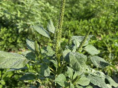 Palmer amaranth reproductive phase
