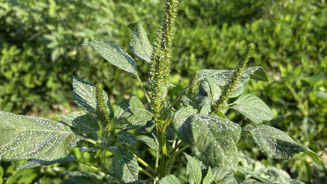 Palmer amaranth reproductive phase