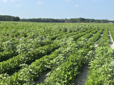 Research plots with Palmer amaranth present
