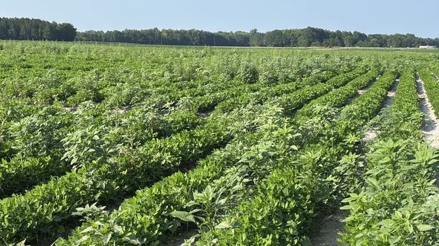 Research plots with Palmer amaranth present