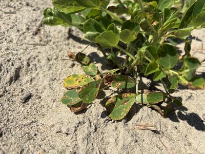 Paraquat symptoms on peanuts