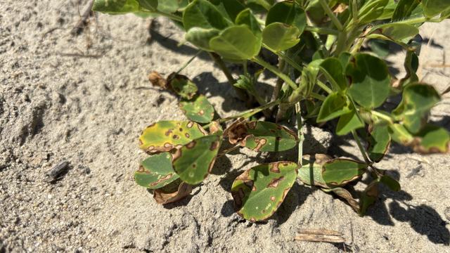 Paraquat symptoms on peanuts