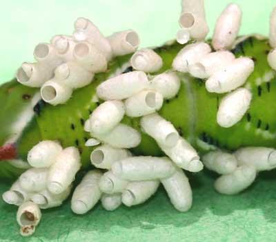 Close-up of pupae showing where wasps have emerged