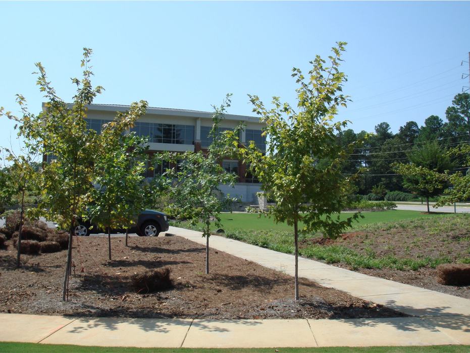 Area where construction damaged tree fell.