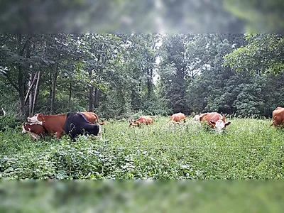 Cattle grazing among trees