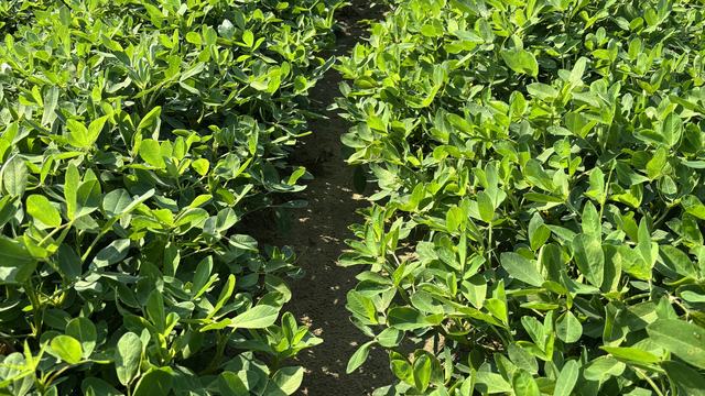 Appropriate timing to apply prohexadione calcium