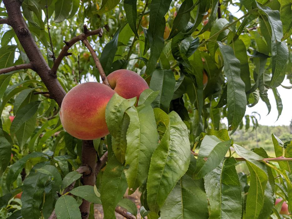 ripe peaches in a tree ready for harvest