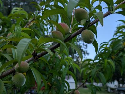unripe peaches in a tree