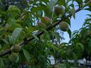 unripe peaches in a tree