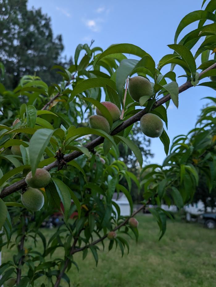 unripe peaches in a tree
