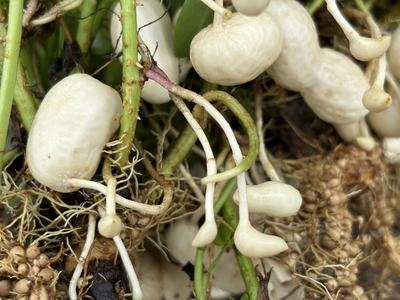 Early stages of peanut pod development