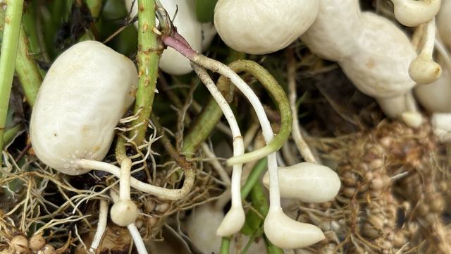 Early stages of peanut pod development