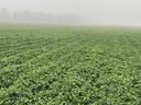 Peanut Field
