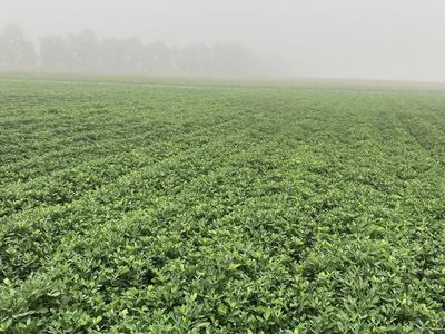 Peanut Field