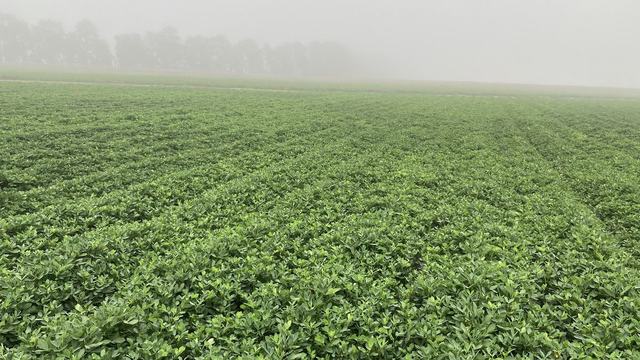 Peanut Field