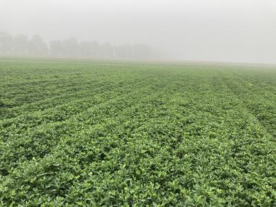 Peanut field near Lewiston in fall.