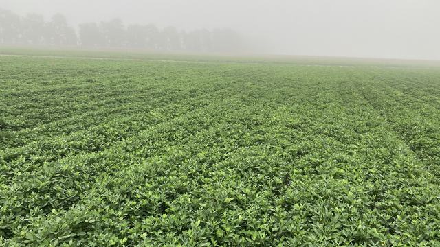 Peanut field near Lewiston in fall.