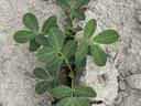 Peanut plant near Rocky Mount