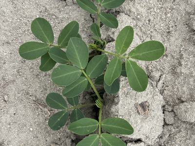 Peanut plant near Rocky Mount