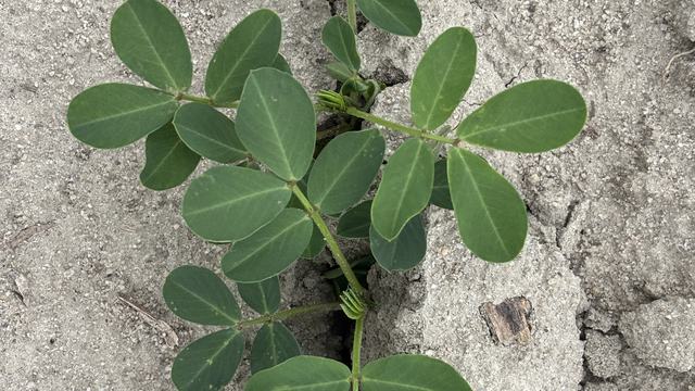 Peanut plant near Rocky Mount