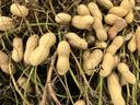 peanut pods after digging
