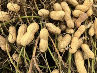 peanut pods after digging
