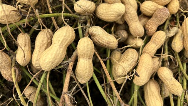 peanut pods after digging