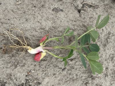 peanut seedling with roots exposed