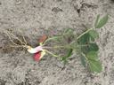 peanut seedling with roots exposed