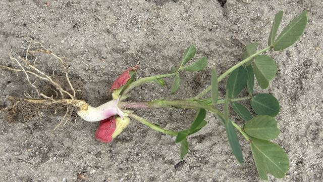 peanut seedling with roots exposed