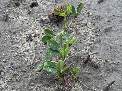 peanut stand after planting april 16 with image on may 7