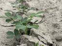 row peanuts near Rocky Mount