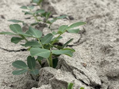 row peanuts near Rocky Mount