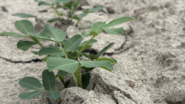 row peanuts near Rocky Mount